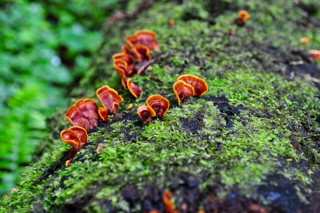 Unraveling the Mysterious World of Mushrooms